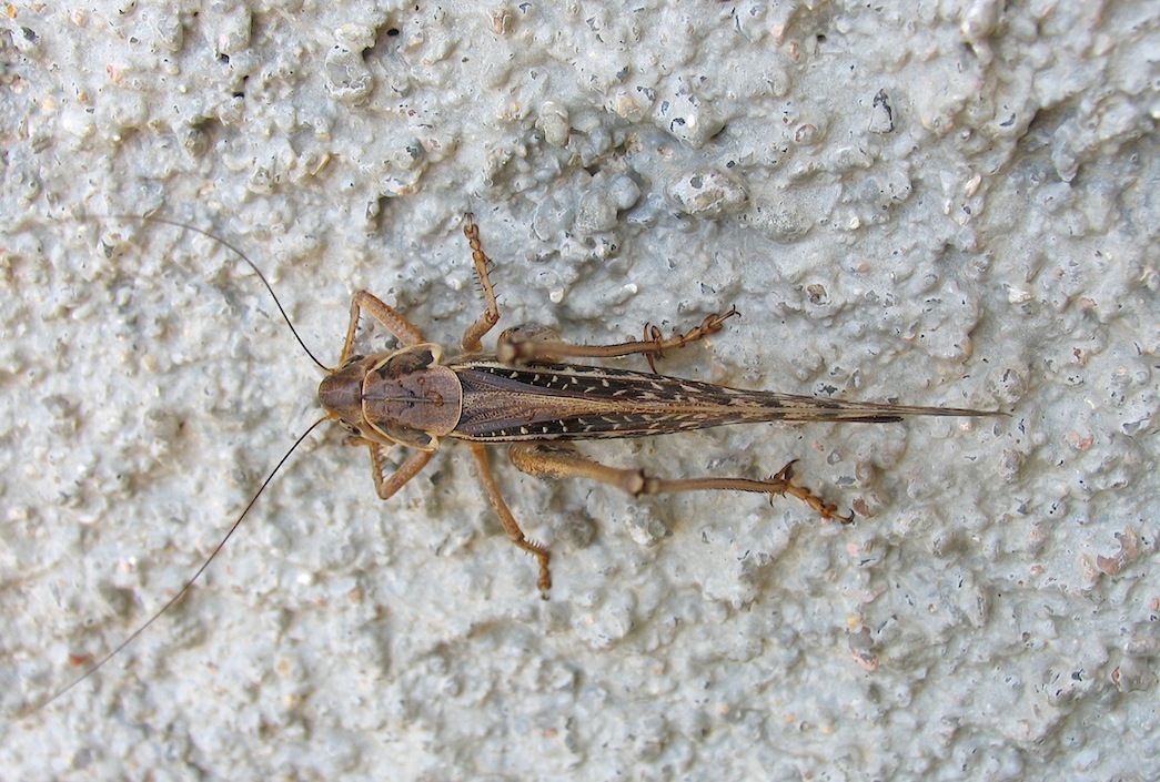 Decticus albifrons femmina